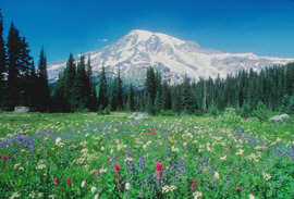 Allemaren-wildflowers.jpg (45702 bytes)