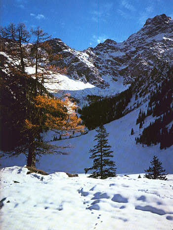 Faerieland-Firetop.jpg (37932 bytes)