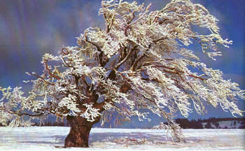 Faerieland-frozentree.jpg (23712 bytes)
