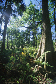 Jungle-northern.jpg (55287 bytes)