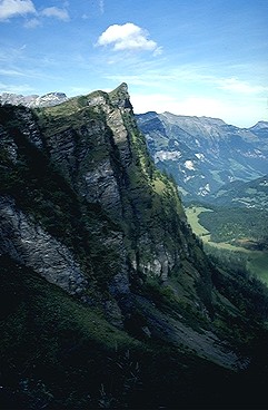 Jungle-west.jpg (32734 bytes)