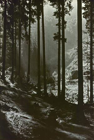 Niflheim-ForestSummer.jpg (28382 bytes)