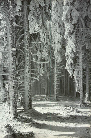Niflheim-ForestWinter.jpg (34284 bytes)