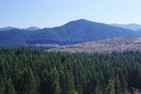 Valorn-LurinForest.jpg (31759 bytes)